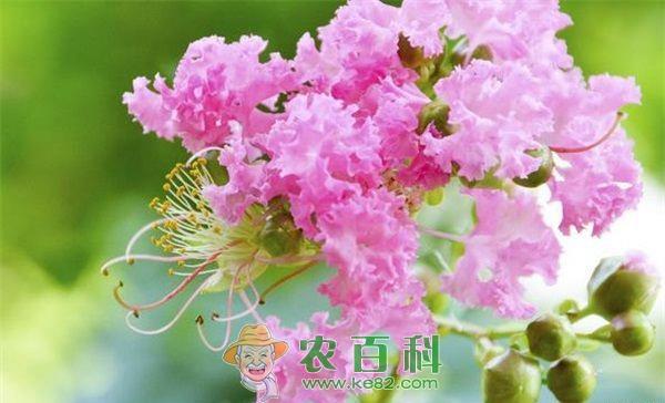 紫薇长放半年花