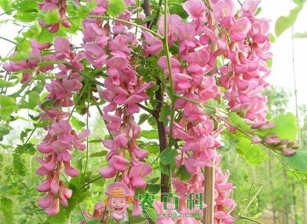 稀有西班牙香花槐“落户”灵台