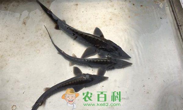中华鲟系列网箱养殖