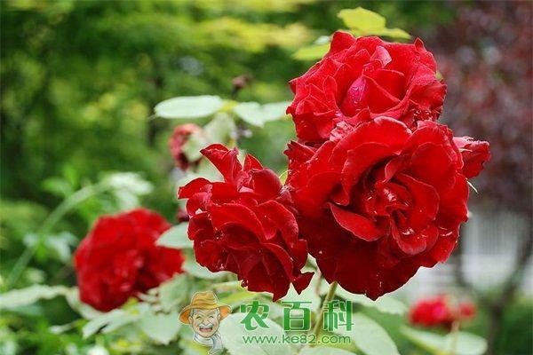 月季 “花中皇后月季”扮靓武汉街头