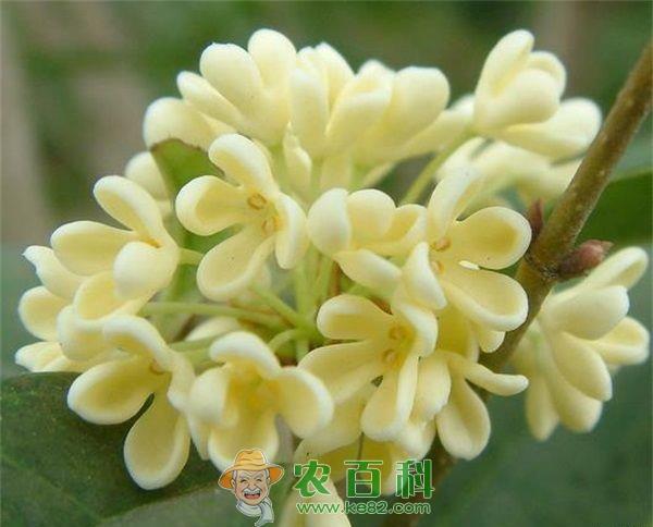 中秋月圆桂花香