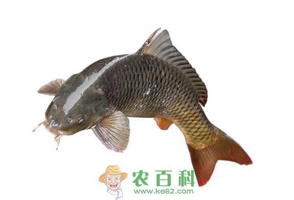 草鱼成鱼节粮型养殖技术