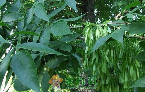 白蜡 白蜡育苗技术解析