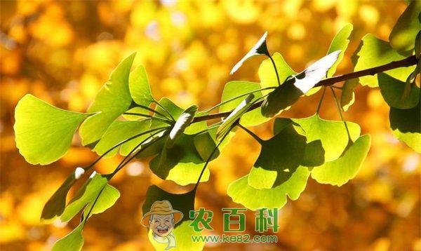 银杏种植的防寒技术