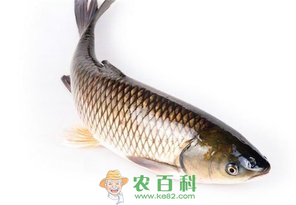 草鱼的高产技术