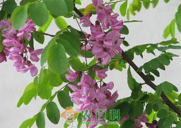 香花槐正好看 静候赏花人