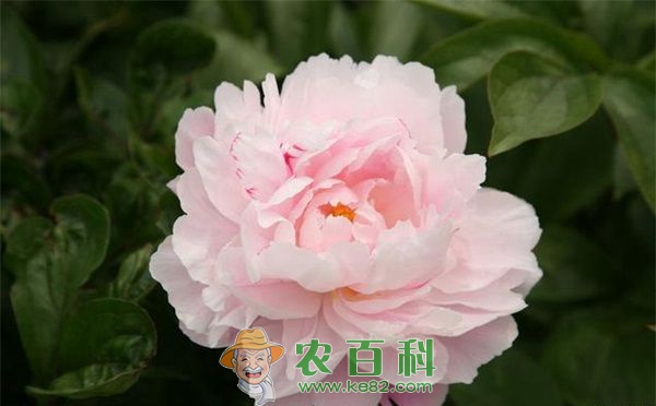 芍药灼烧病的防治方法