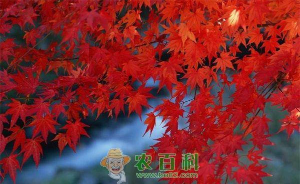2015中国麓山红枫节11月开幕