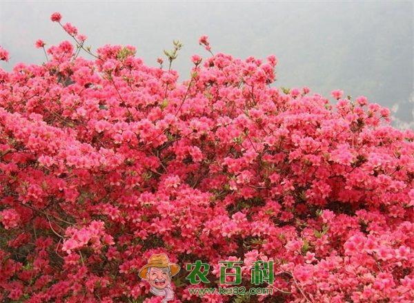 杜鹃花 圣堂山近万亩杜鹃花迎最美花期