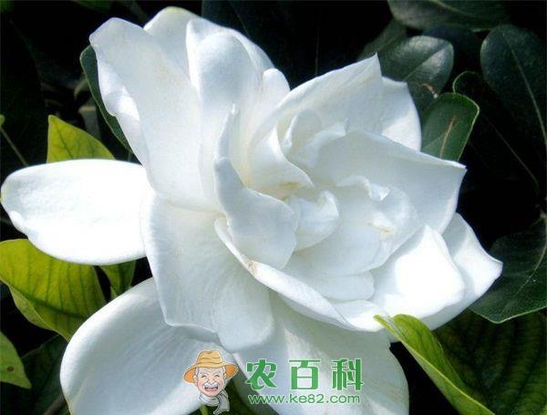 栀子花 解决栀子花黄叶不开花的问题