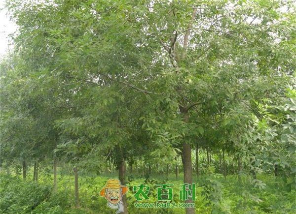 白蜡种植 高温过后白蜡种植的浇水技巧