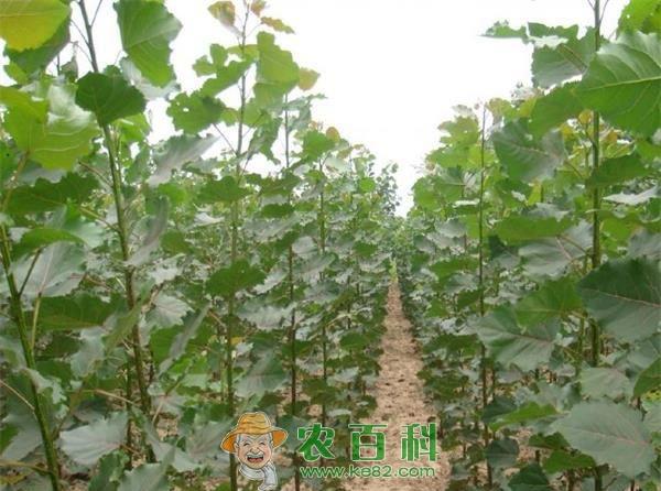 杨树多功能膜覆盖育苗技术