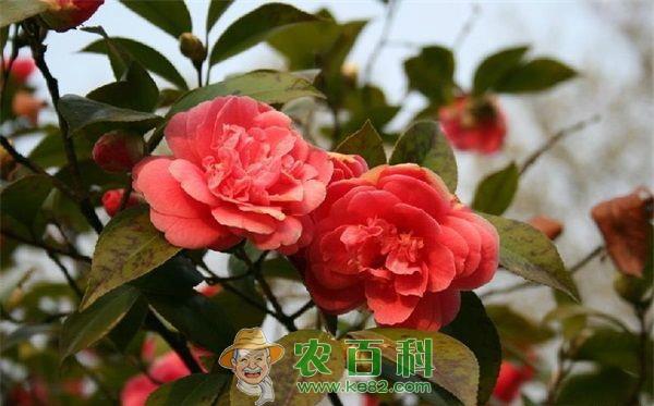茶花种植--土客网网 茶花种植的授粉技术