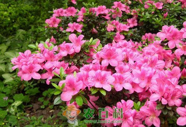 杜鹃花的养殖方法和注意事项 杜鹃花的养殖方法和注意事项