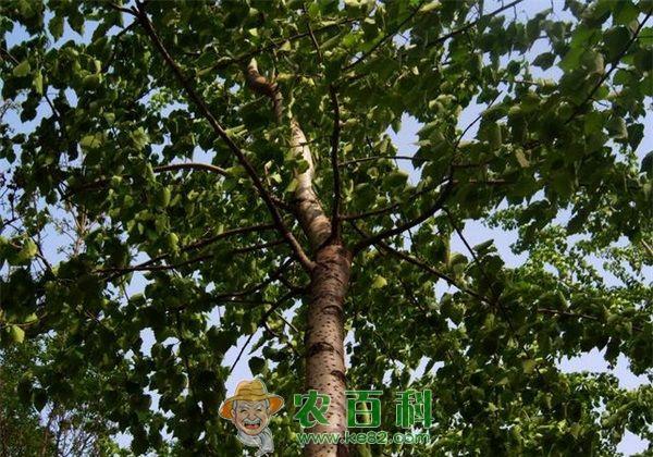 杨树 杨树移植技术