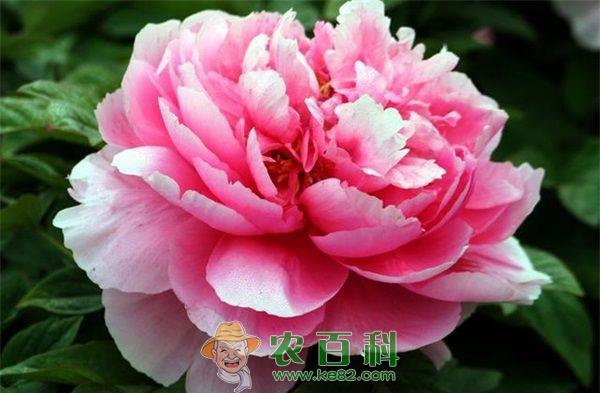 牡丹 牡丹中华锯花天牛的防治方法
