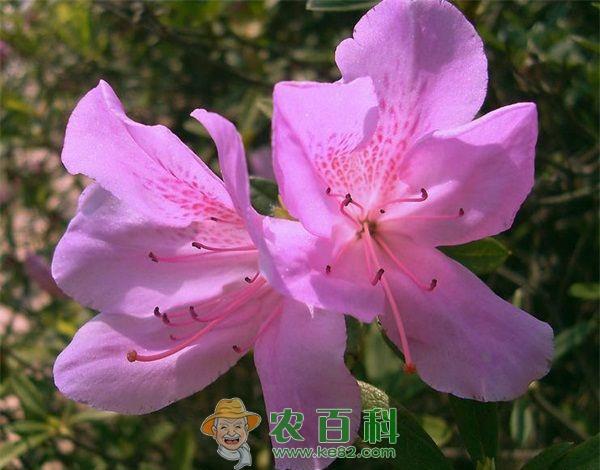 杜鹃花 肺结核可以喝杜鹃花茶吗