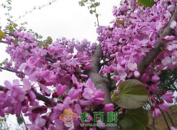 香花槐