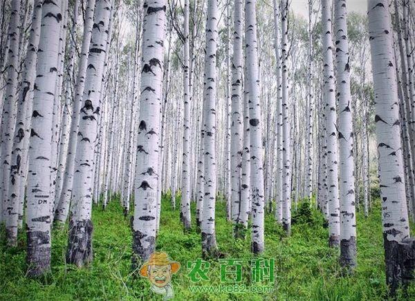 杨树 红杨树园林价值