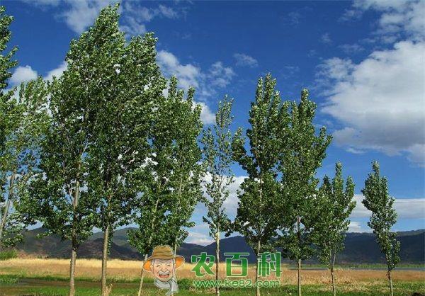 杨树种植之蚧壳虫的防治