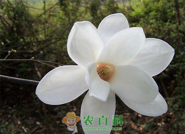 玉兰 如何防治广玉兰常见病虫害