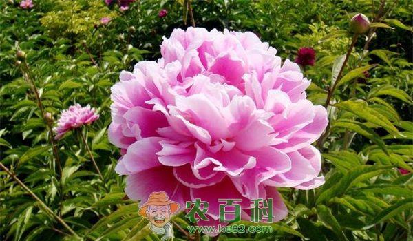 百万朵芍药花 即将美丽绽放