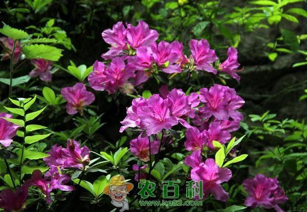 杜鹃花的养殖方法和注意事项 杜鹃花的养殖方法和注意事项