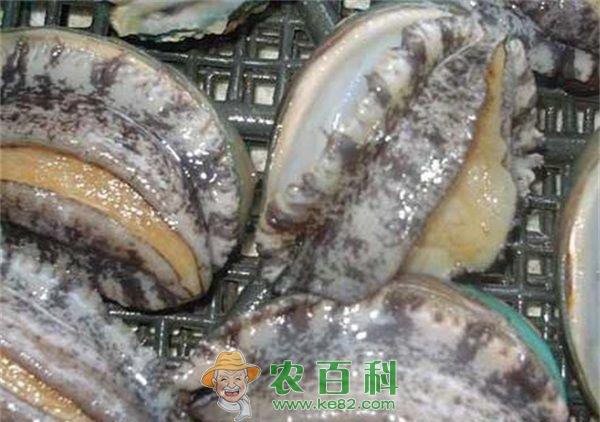 鲍鱼 江苏常州:鲍鱼价格贵行情不减 比去年同期涨一成