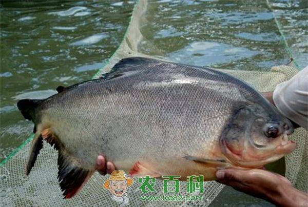 细鳞鲳鱼烂尾病防治