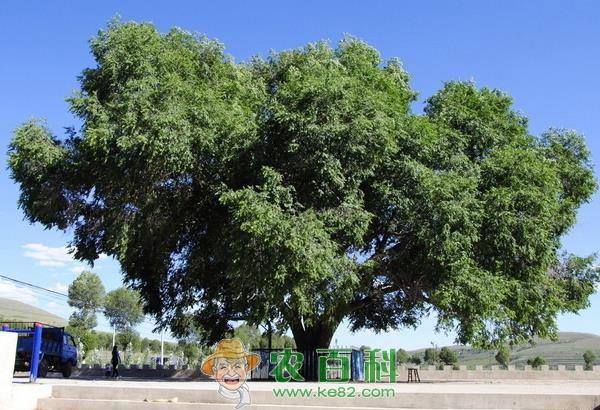 榆树介绍及分布