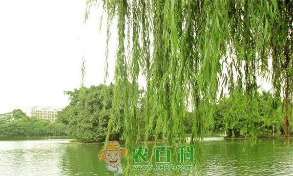 柳树 洛阳:谁给柳树“抹黑”?