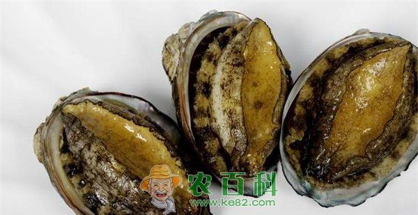 鲍鱼 九孔鲍鱼的良种选育与健康高产育苗技术(二)