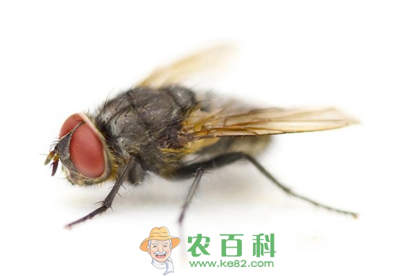 苍蝇 红头苍蝇和工程蝇的优缺点