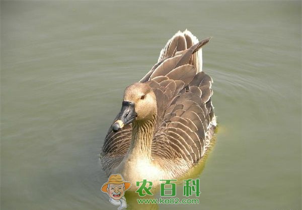 大雁养殖 大雁养殖种蛋的运输