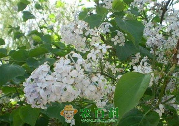 丁香细菌性疫病防治技术
