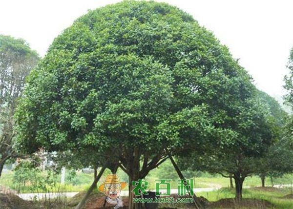 拔山镇低价桂花树扮靓场镇