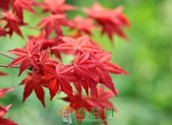 美国红枫种植技术 美国红枫种植技术