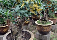 盆栽桂花树种植技术