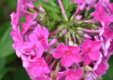 美女樱播种方法的研究