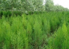 侧柏的栽培管理