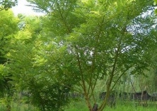 国槐种植的栽后管理