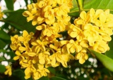 如何让盆栽桂花树冠丰满