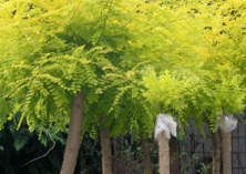 国槐种植（金枝国槐的繁殖培育方法）