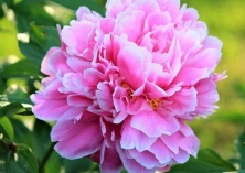 美女樱种植的病害防治