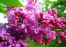 丁香褐斑病的防治