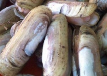 “长街蛏子”的养殖技术要点