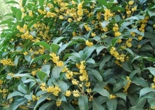 盆栽桂花的促花技术