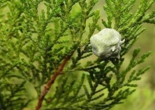 日本扁柏与中国侧柏的区别