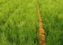 垂枝侧柏的育苗管理技术