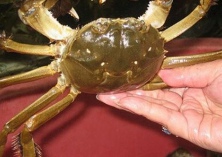 大闸蟹养殖技术要点